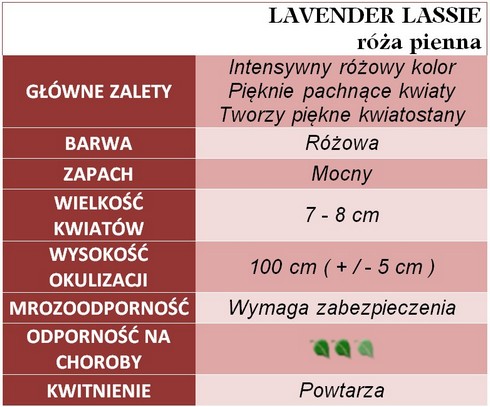 LAVENDER LASSIE róże pienne gł. zal